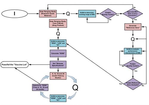 The Potency Assay Development Workflow